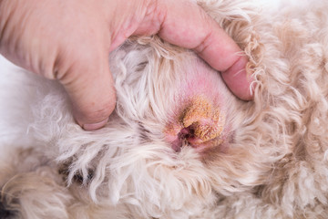 Dry ear skin of dog, suggesting symptom of Aural Hematoma