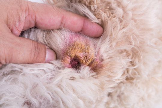 Dry ear skin of dog, suggesting symptom of Aural Hematoma