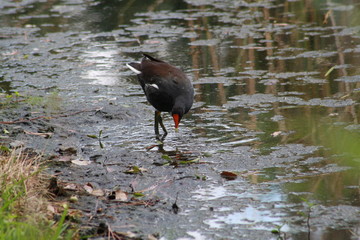 Common Gallinule, bird, nature, wildlife