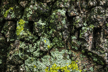 The gray texture bark of the old tree with a lichen as an original natural texture for the background. Nature concept for design