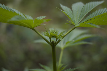 Planta Crecimiento