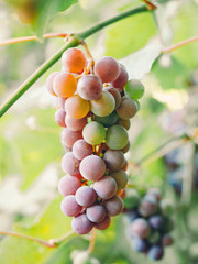 Close-up of bunches of ripe red wine grapes on vine, harvest