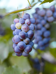 Close-up of bunches of ripe red wine grapes on vine, harvest