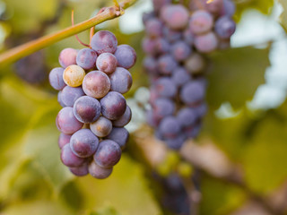 Close-up of bunches of ripe red wine grapes on vine, harvest