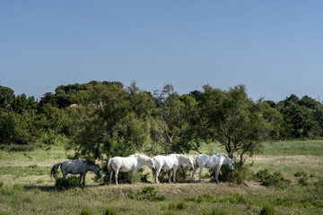 Fototapeta premium Horses in camargue
