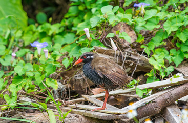 ヤンバルクイナ
