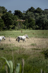 Obraz na płótnie Canvas french camargue horses