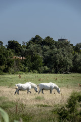 french camargue horses