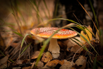 red fly agaric in the forest