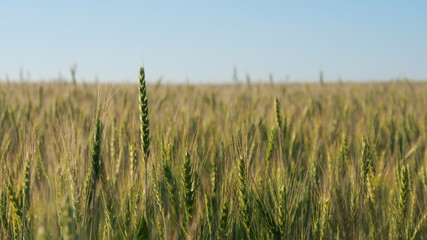 field of wheat