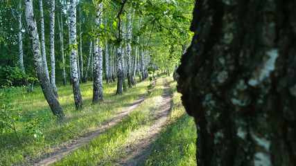 Road in the forest