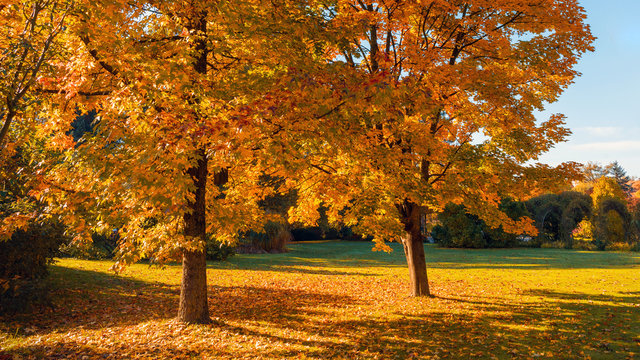 Atumn scene in the garden-autumn color backround