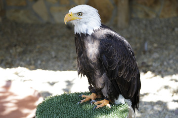 Bald Eagle (haliaeetus leucocephalus) perched on an artificial innkeeper