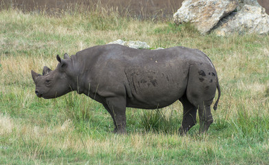 Rhinoceros eating on green grass. Sunny day