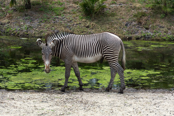 Single zebra Equus quagga dat the waterhole. Looks at you.