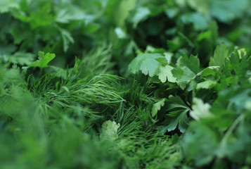 close up. dill and parsley in the background image