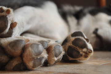 Sleeping dog, malamute. Dog's feet