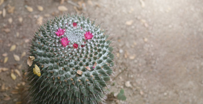 CLOSE UP  OF BLOOMING SILKEN PINCUSHION PEDIOCACTUS SUCCULENT (MAMMILARIA BOMBYCINA).