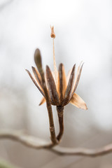 Dried Tulip Tree Flower with High Stems on Grey Winter Day in Brown County Park.