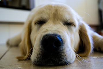 Wypoczywający Golden Retriever © Marcin