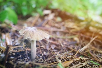 Soft focus of the white mushroom with blurred nature background. 