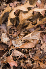 Brown Fallen Leaves on Natural State Park Grounds in Winter