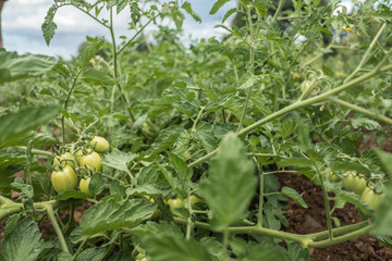 Tomato plant