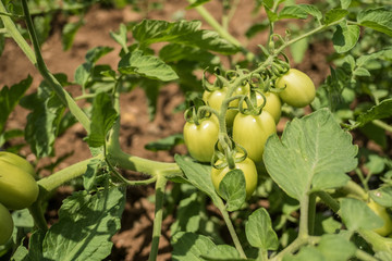 Unripe tomatoes