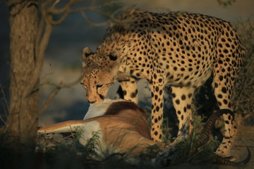 cheetah is hunting in savannah