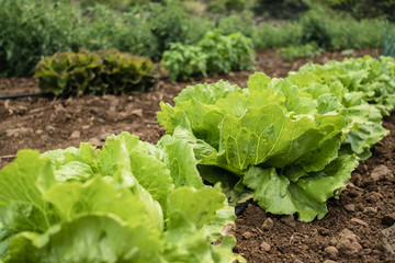 Row of fresh lettuces in a vegetable garden. Agriculture