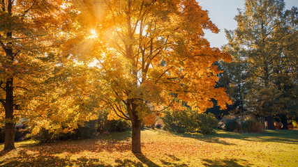 Autumn sun shining through the trees-fall colors concept