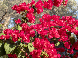 Red blooming bougainvillea, Namibia