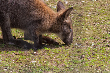 Wallaby de Bennett