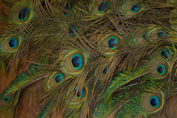 Fototapeta premium peacock feathers background