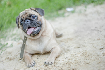 A young pug is lying on the sand, sticking his tongue out and turning his head.