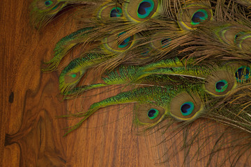 peacock feathers background