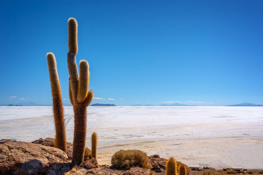 Big cactus in Incahuasi island, Salar de Uyuni  salt flat, Potosi, Bolivia