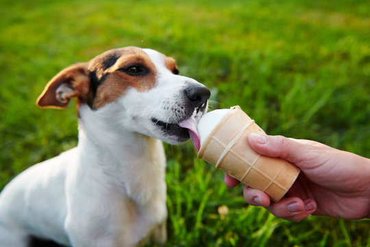 small dog breeds Jack Russell Terrier eats ice cream with hands