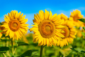 bees pollinate a sunflower in the field at day in the summer. Close-up