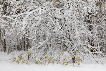 Snow forest landscape at winter day