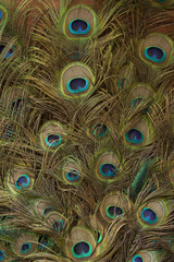 Fototapeta premium peacock feathers background
