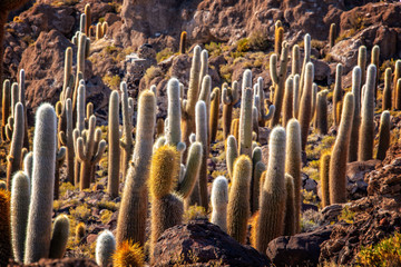 Cactuses in Incahuasi island, Salar de Uyuni salt flat, Potosi, Bolivia