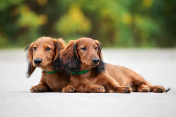 two dachshund puppies lying down together