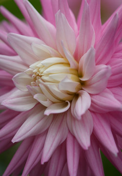 Closeup of a pink pastel colored dahlia flower
