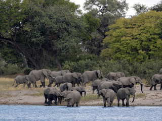 Obraz premium A herd of African elephants at Lake Horseshoe in Bwabwata, Namibia