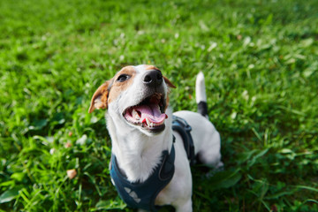 Pretty little dog breathing heavily and looking away while sitting on grass in green park on sunny day