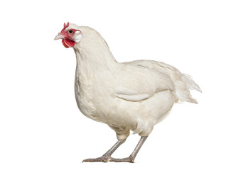 La Fleche chicken standing against white background