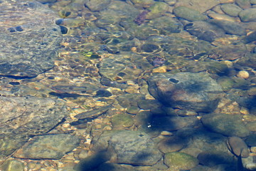 Fish in water