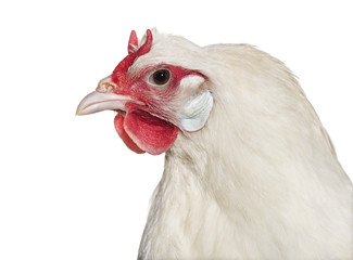 La Fleche chicken against white background