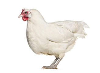 La Fleche chicken standing against white background